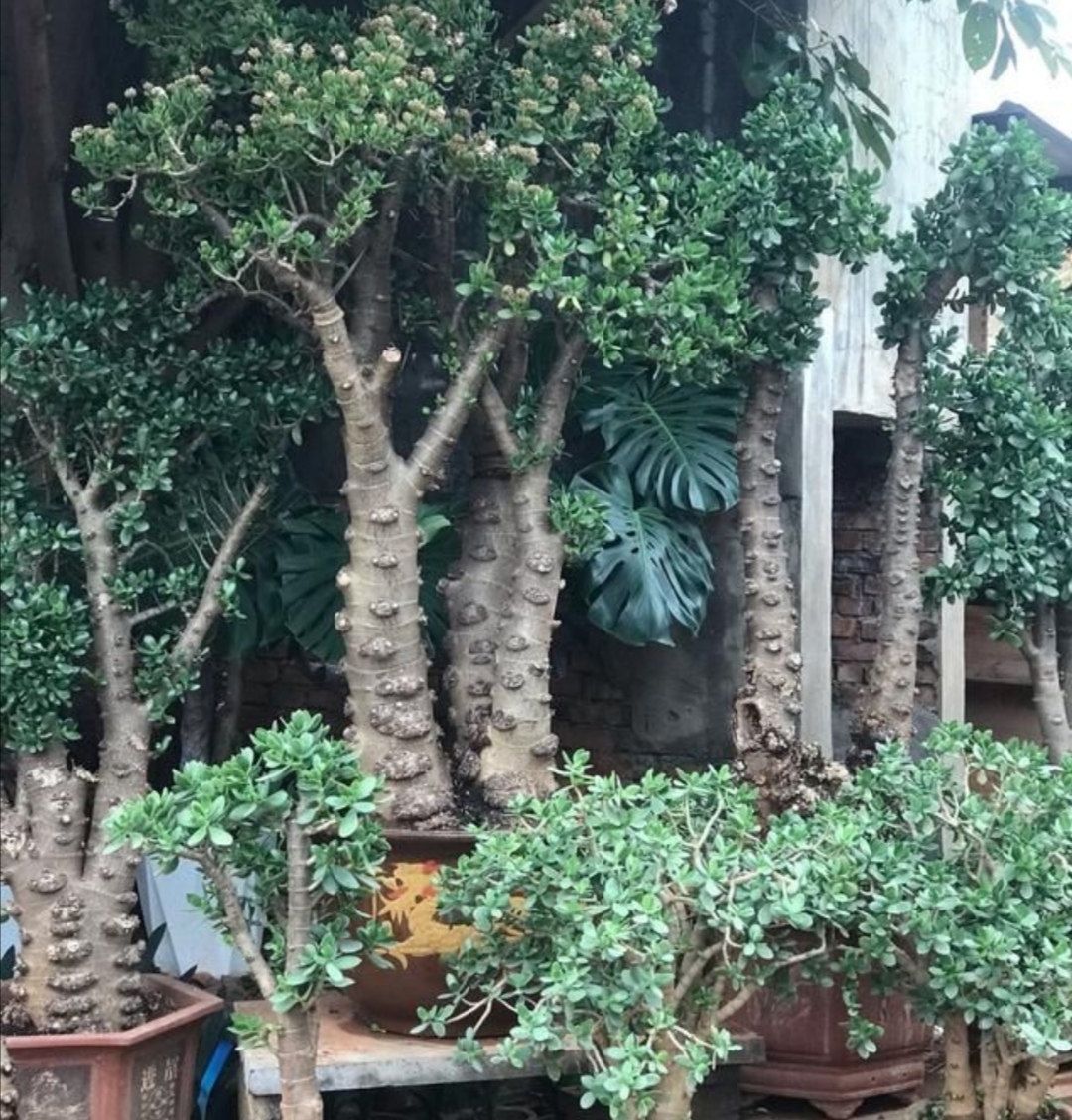 The 3 kinds of flowers have long lifespan and high ornamental value