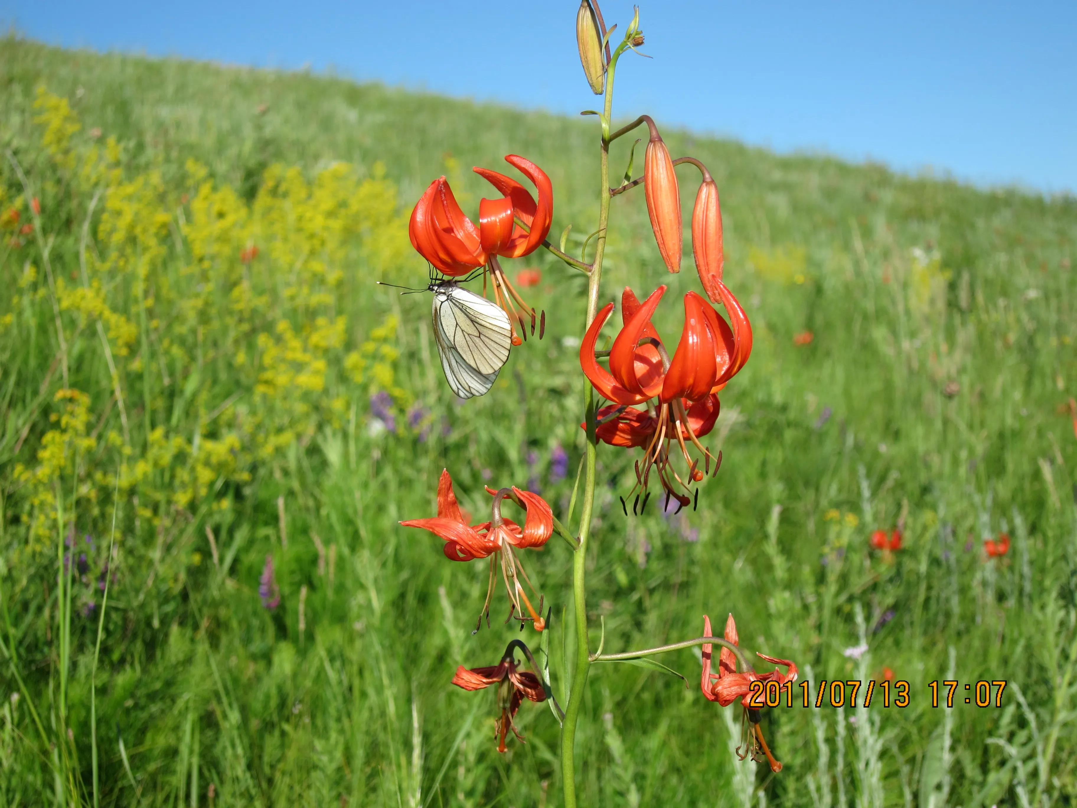 草原花蝴蝶 资讯咖