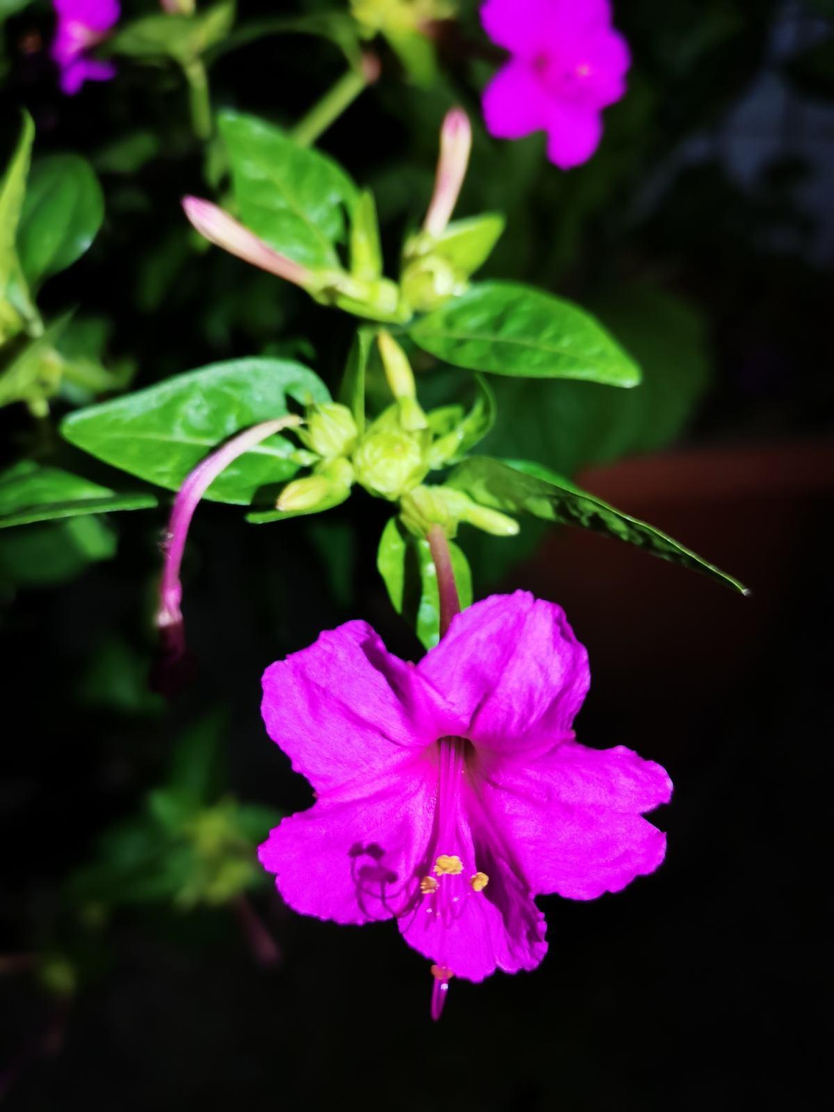 These 5 unique flowers bloom only at night, so you can cook them and