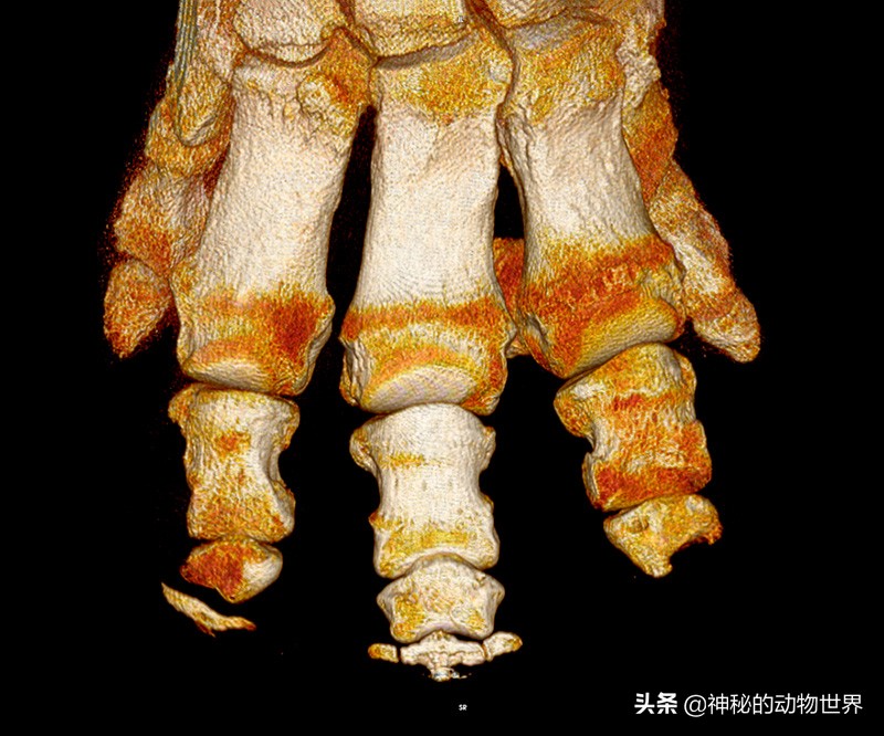 The magical feet of elephants They are walking on their toes, and they