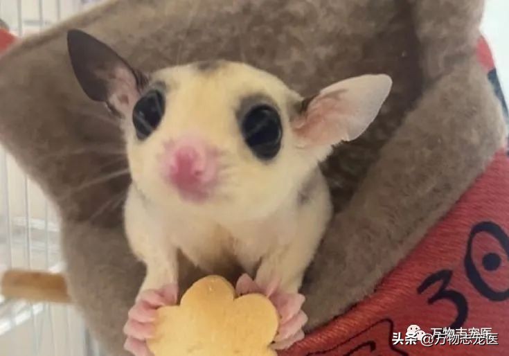 Little honey glider is really difficult to raise, these