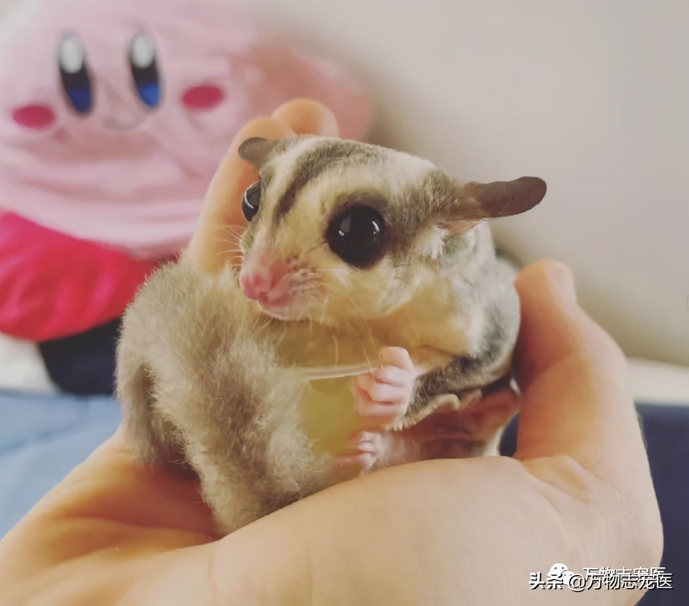 Little honey glider is really difficult to raise, these