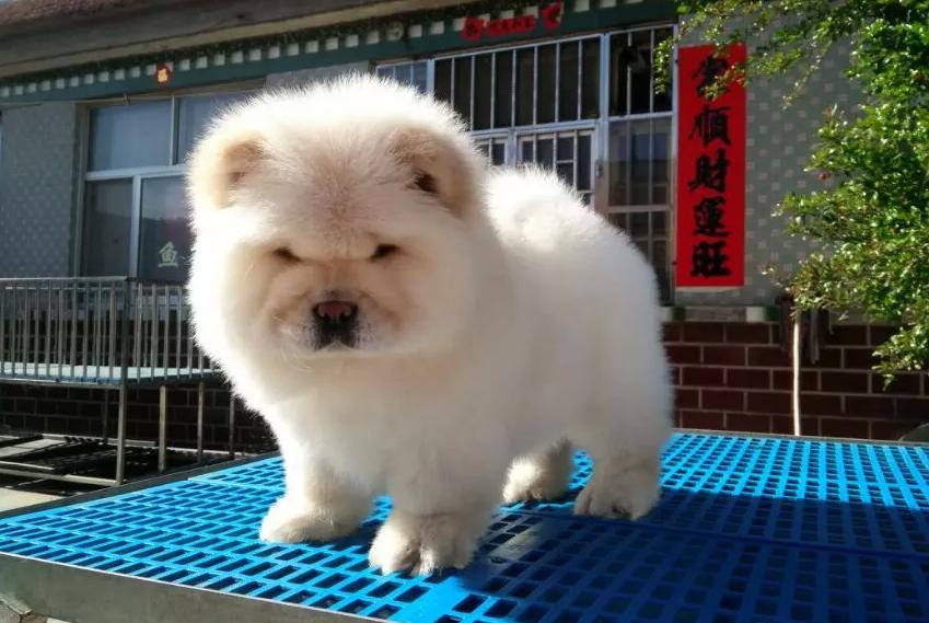 chow chow lion