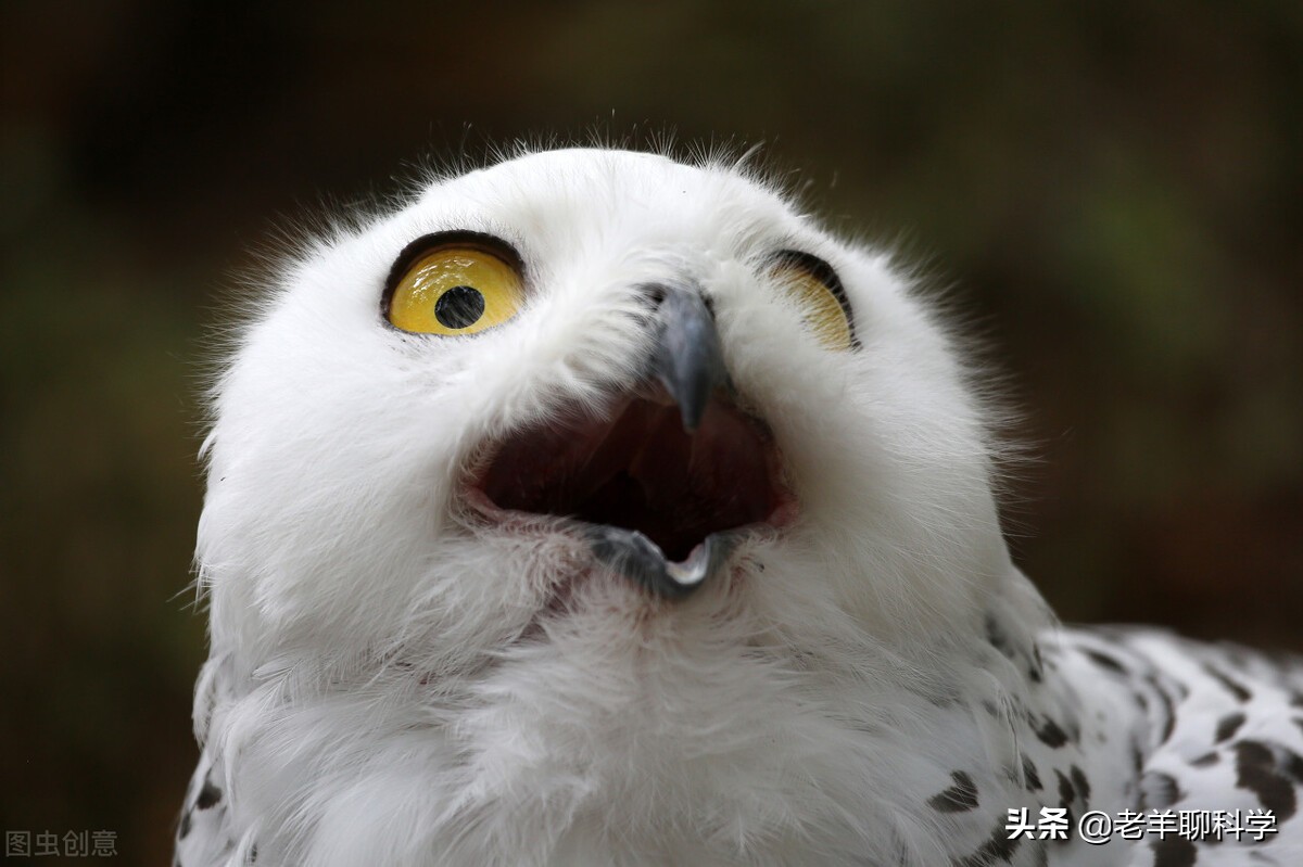 Owl's roar He is vomiting a strange furball and has a "death face