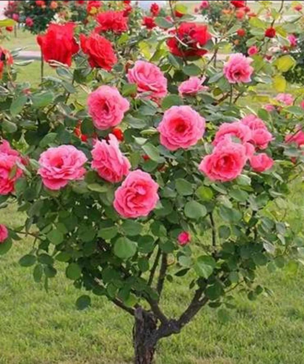 Flower language and meaning of Chinese rose iMedia