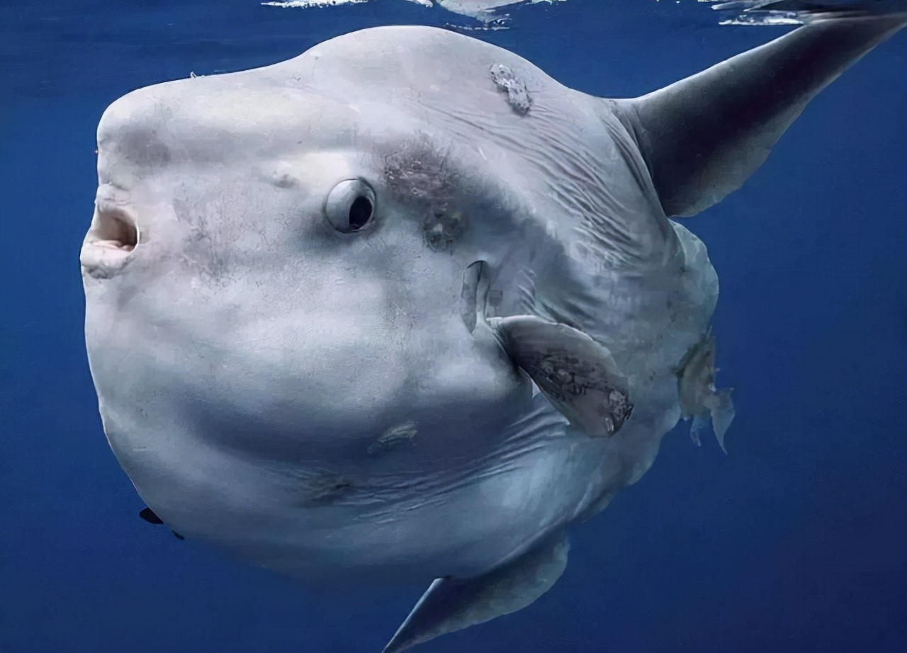 the-dumbest-fish-in-the-world-the-sunfish-that-does-not-escape-after