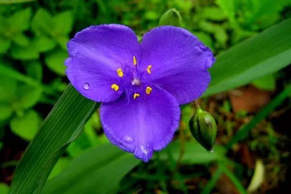 紫露草一一积极乐观 资讯咖