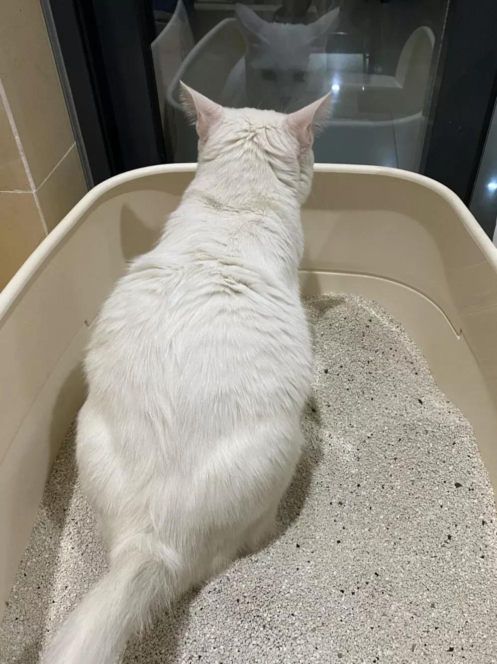 How to deodorize cat families?look at this iMedia