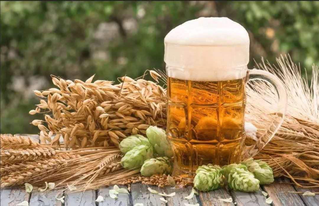 Can beer really be without hops?New yeast makes alcoholfree beer hoppy
