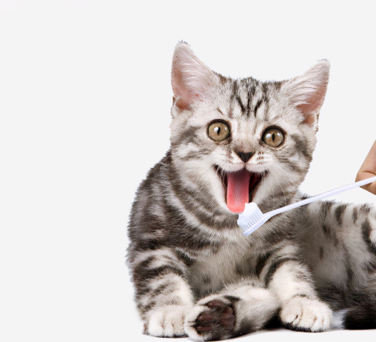 How do I get my cat used to brushing their teeth? iMedia