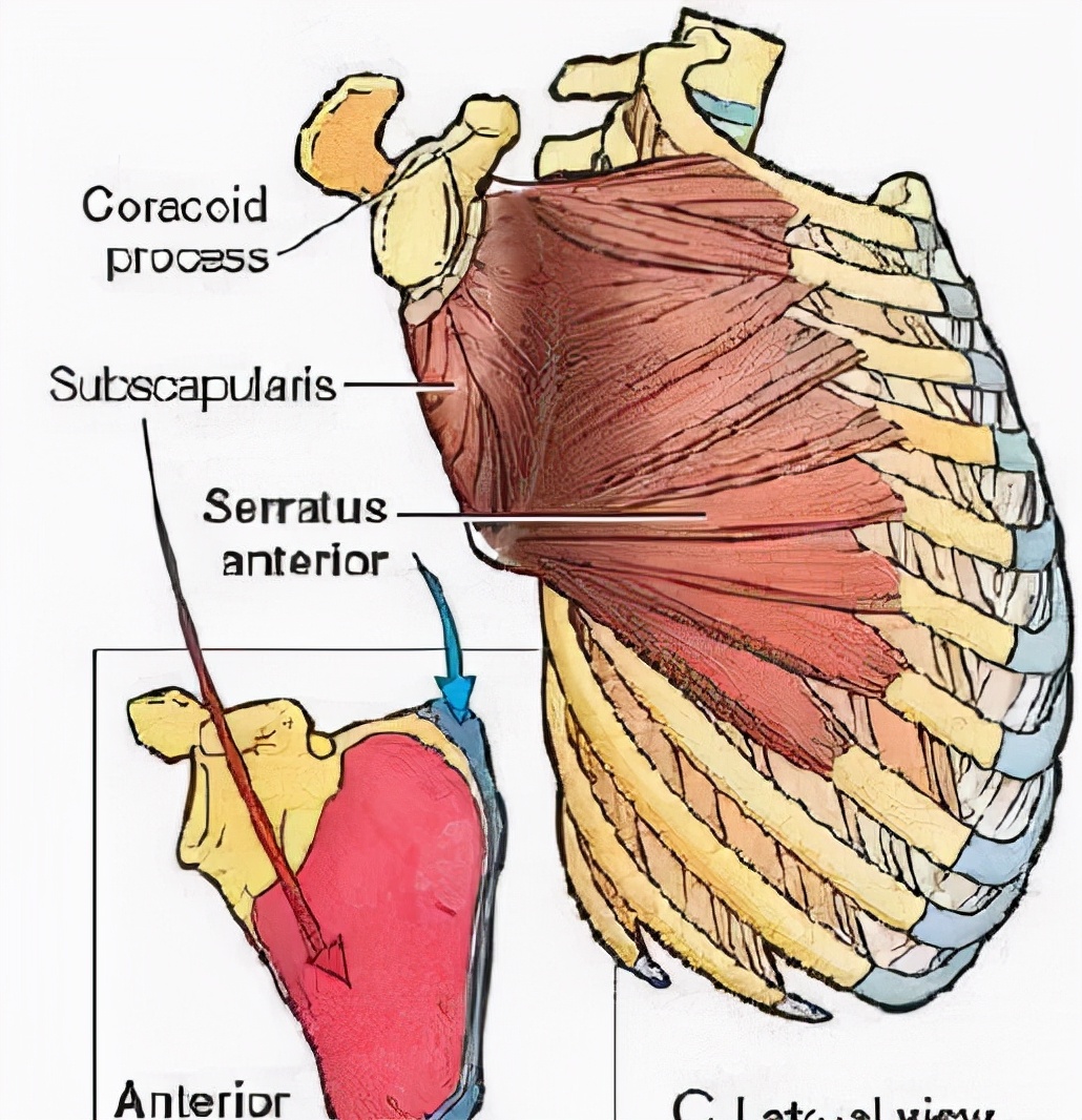 Serratus anterior muscle