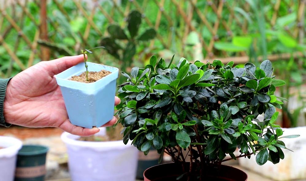 冬天扦插花草 只需一个塑料瓶 就能嗖嗖冒白根 资讯咖 冬天扦插花草 只需一个塑料瓶 就能嗖嗖冒白根 资讯咖