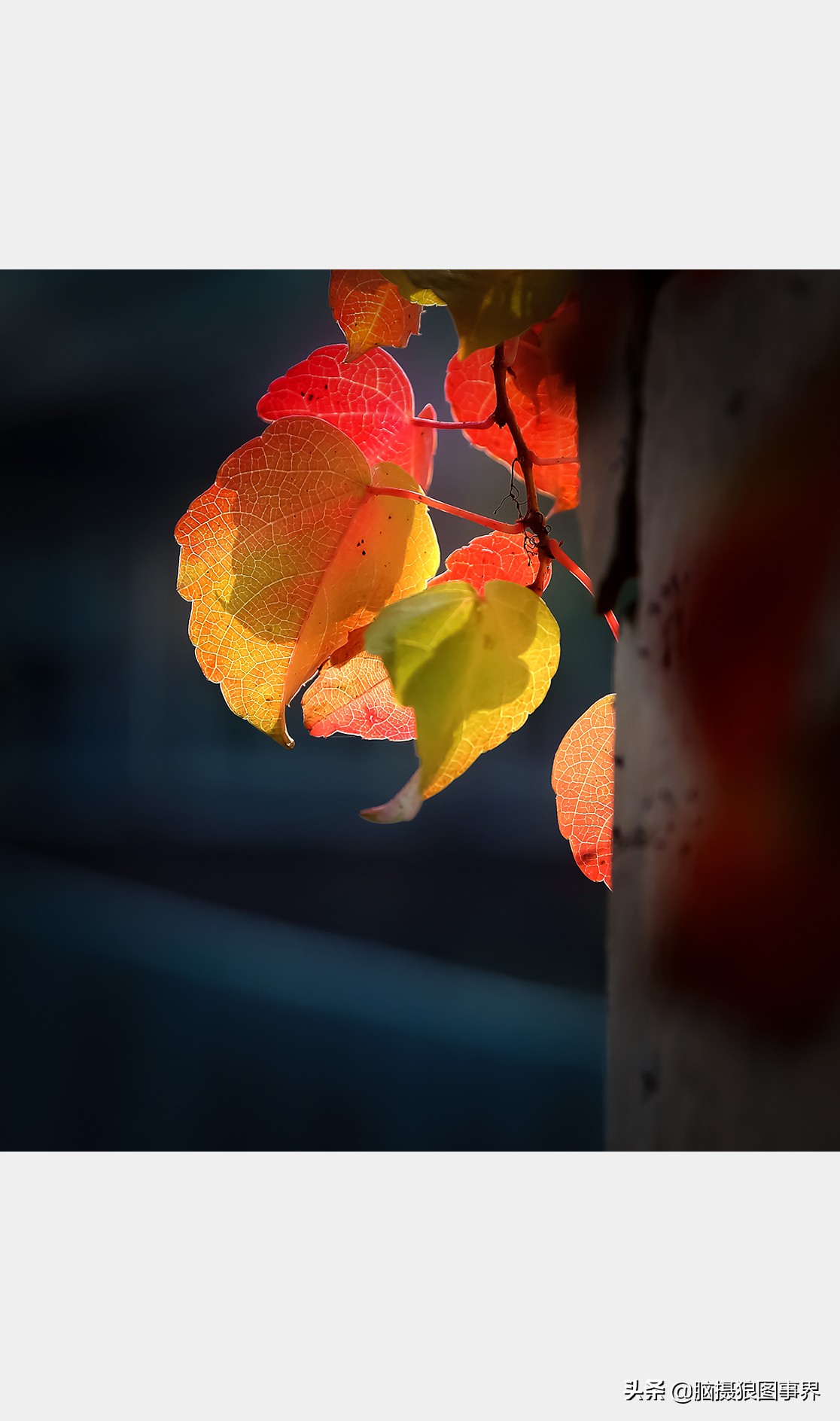 How to take photos with black background?Master 4 key methods, easier