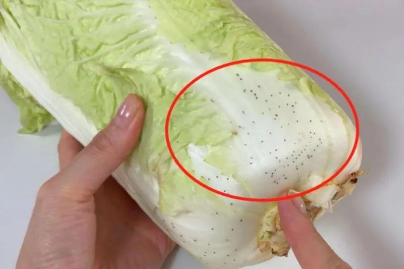 What are the "small black spots" on the leaves of cabbage that has been