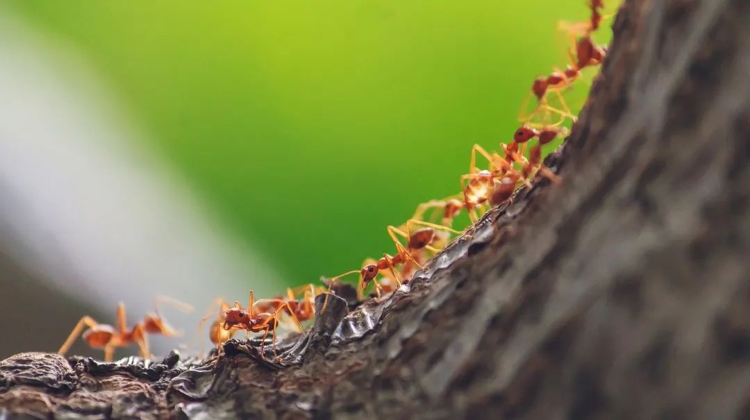 What do ants smell like?may be like lemon, chocolate or cheese iMedia