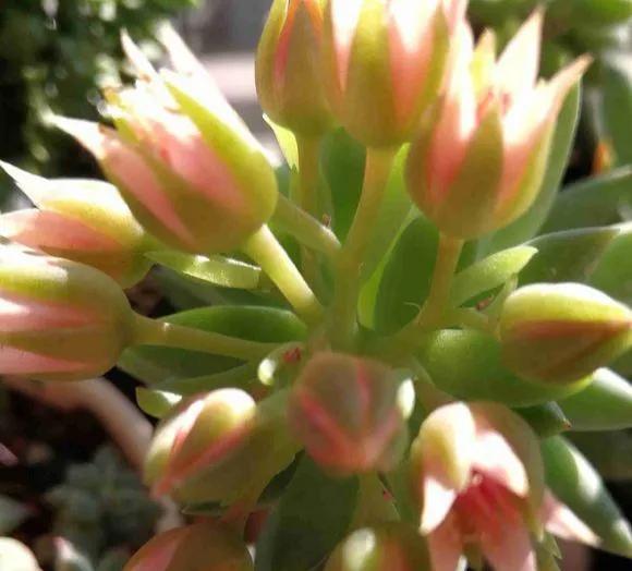 What do succulents look like when they bloom? iMedia