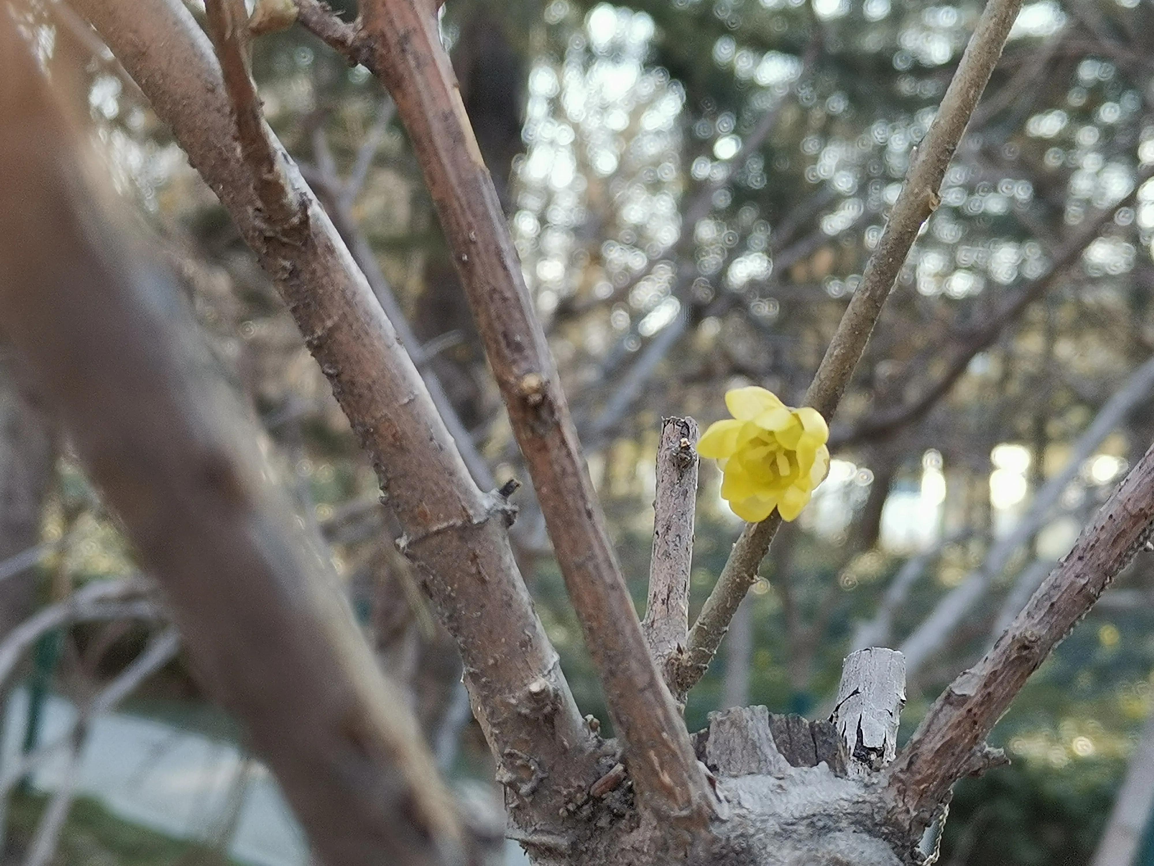 遇见 正月初二 植物园寻梅 资讯咖