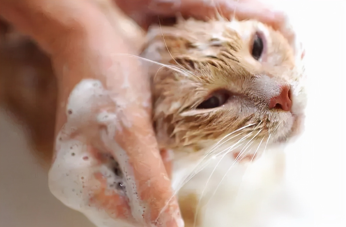 The cat's biggest "weakness", are you offending it? iMedia