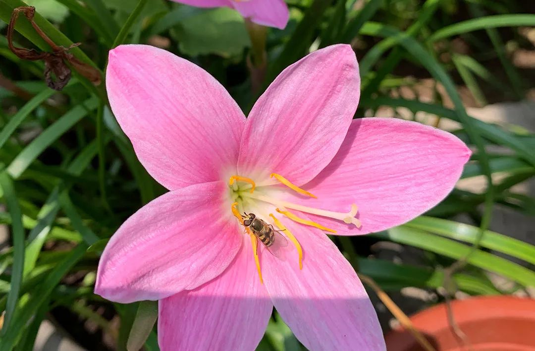 How much do you know about these 20 flower "slang words"? iMedia