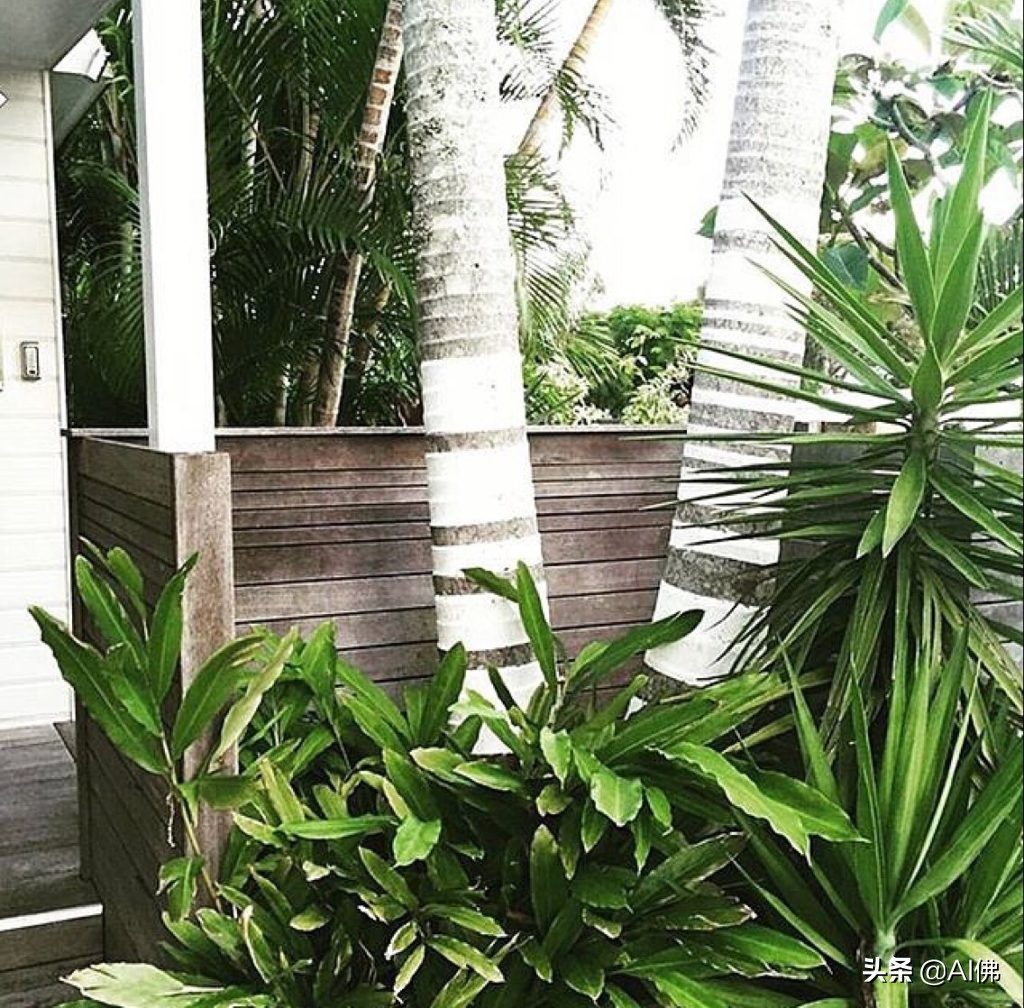 Why do people paint tree trunks white? iMedia