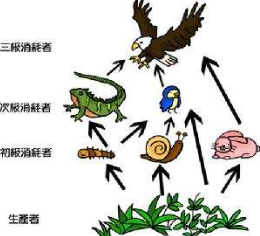 Why do humans basically only eat herbivores and rarely eat carnivores