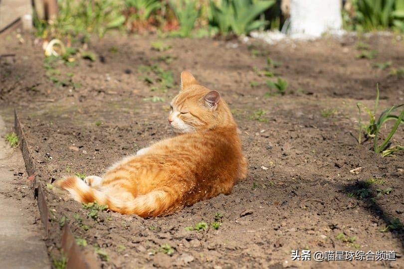 如何让猫远离你的花园或主人区域 资讯咖