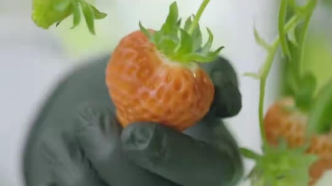 A box of 11 strawberries sells for 50. What is the inspiration for a Japanese guy to build an
