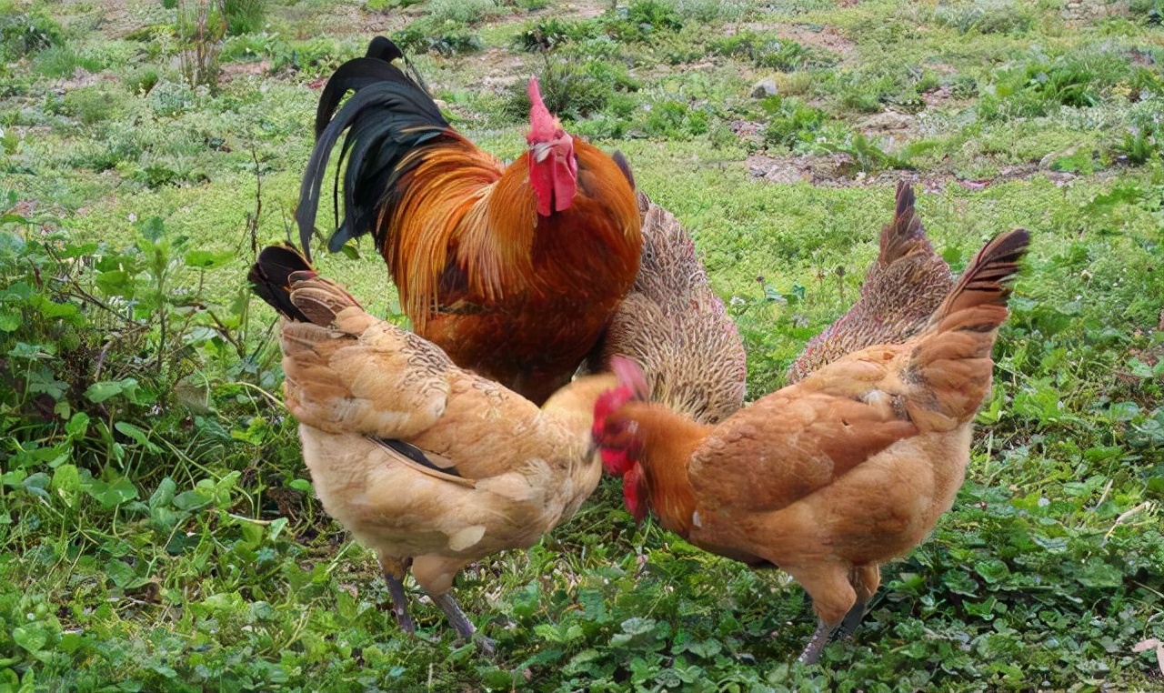 Symptoms of calcium deficiency in chickens - iMedia