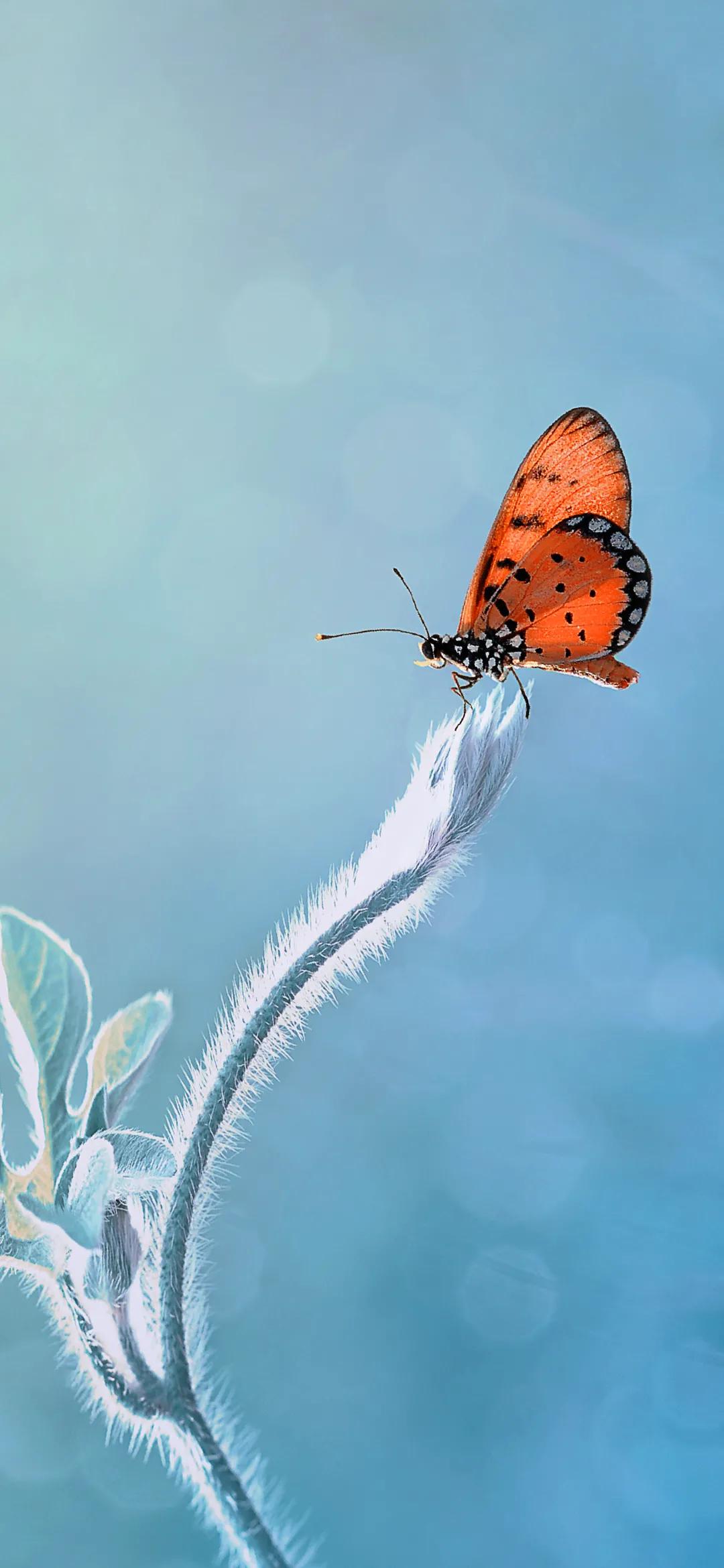 万物复苏春回大地精品手机壁纸 资讯咖