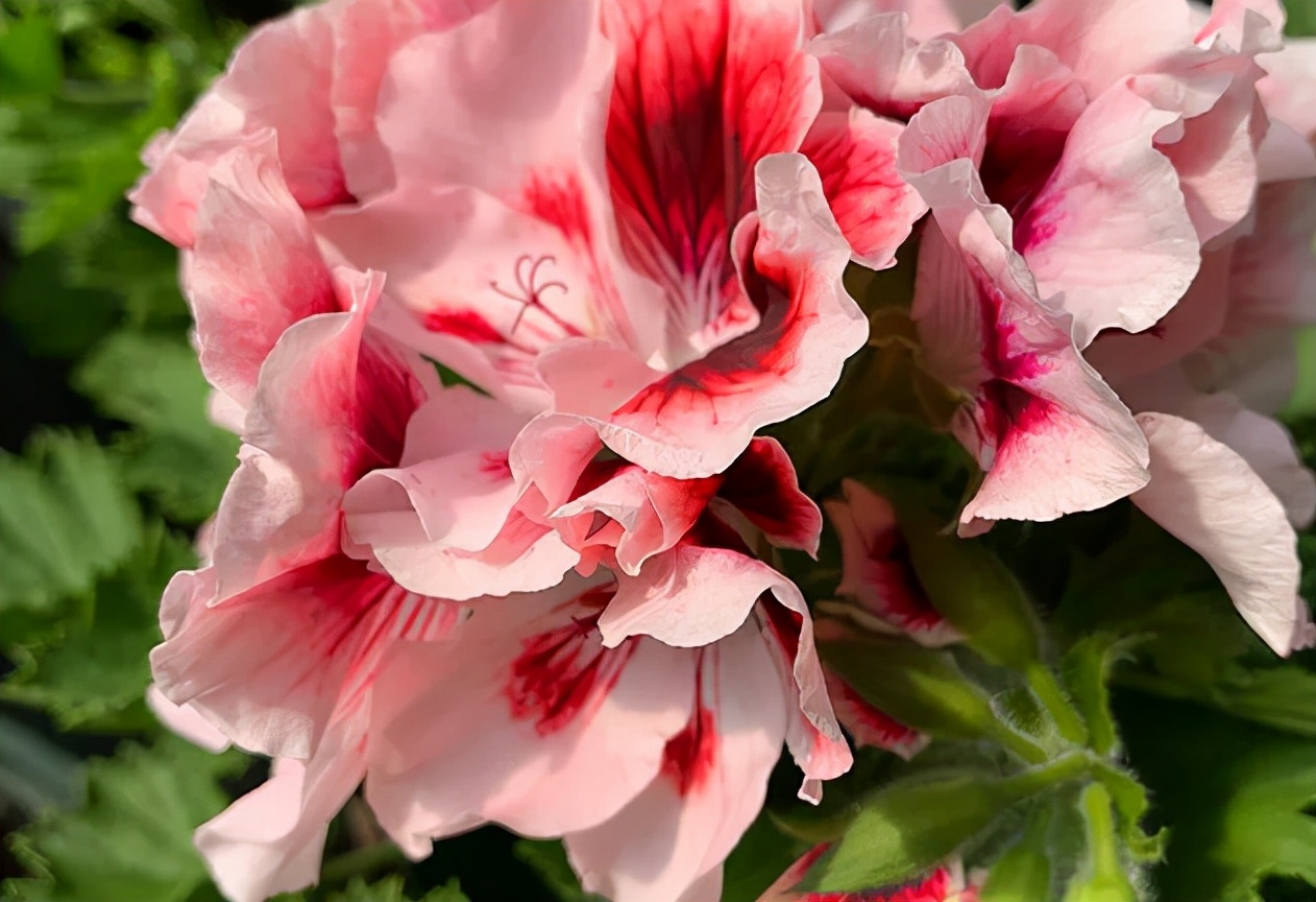 How much do you know about these 20 flower "slang words"? iMedia