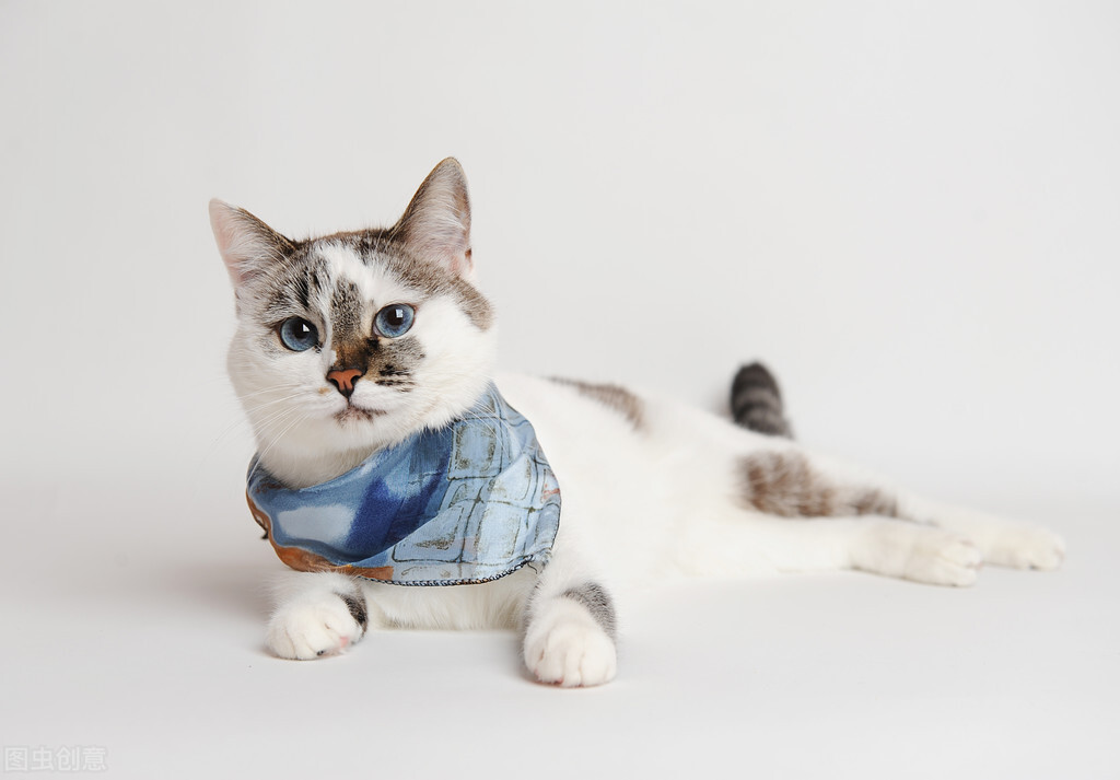 Do cats have to be neutered?What are the pros and cons? iMedia