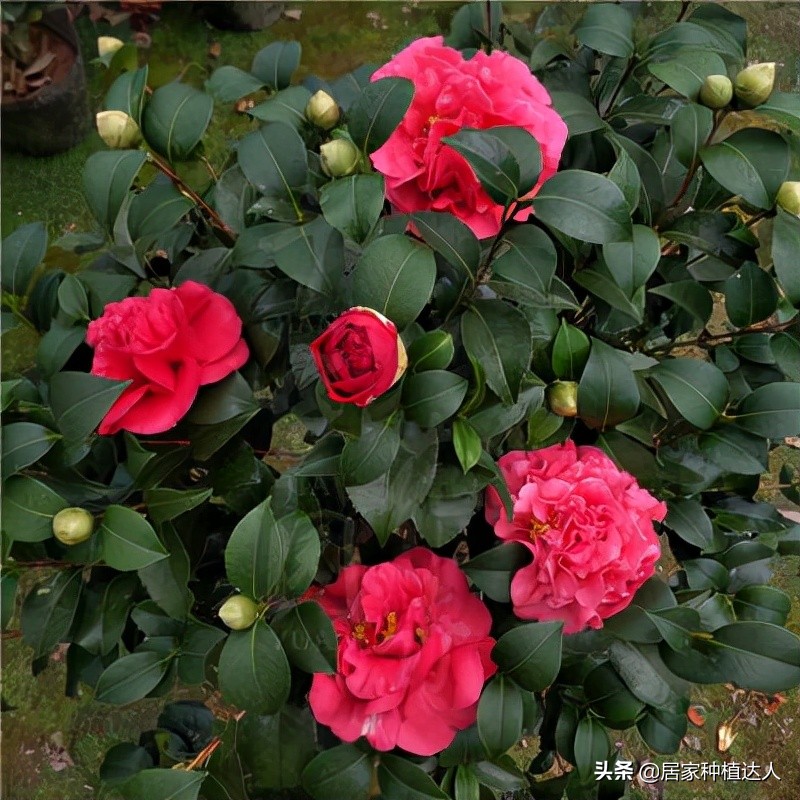 Stop raising roses!This flower is not afraid of subzero temperature