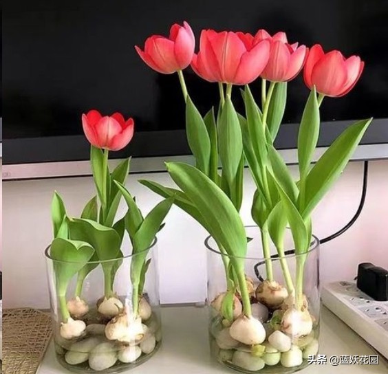 Tulips are planted like this, and they will still bloom big flowers the