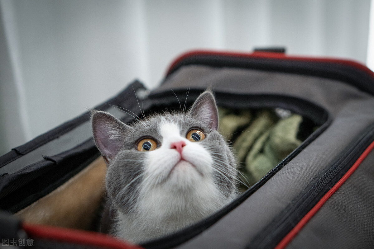 Why are humans so obsessed with cats? iMedia