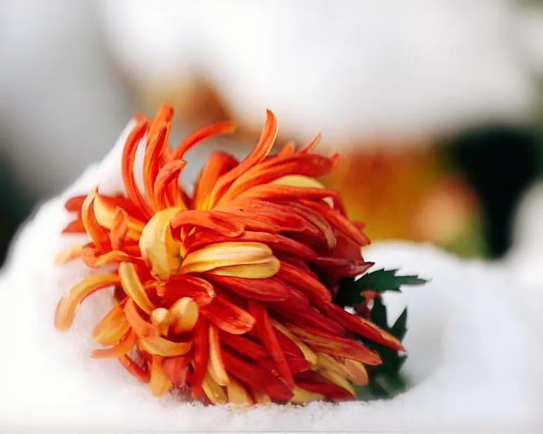 寒菊 冬菊 Mp头条