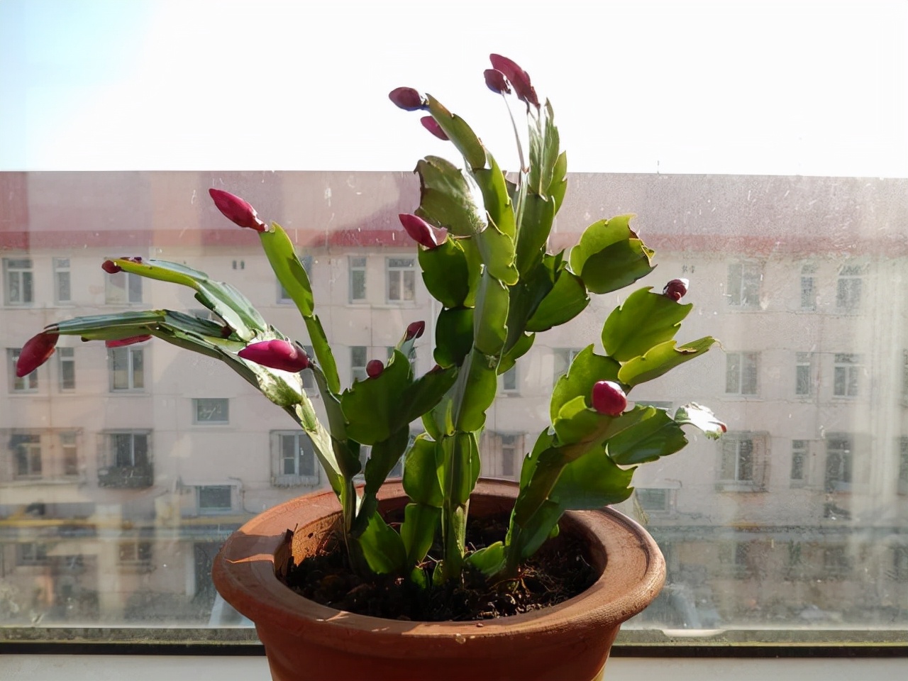 This "liquid" should always be kept in the family of flower growers