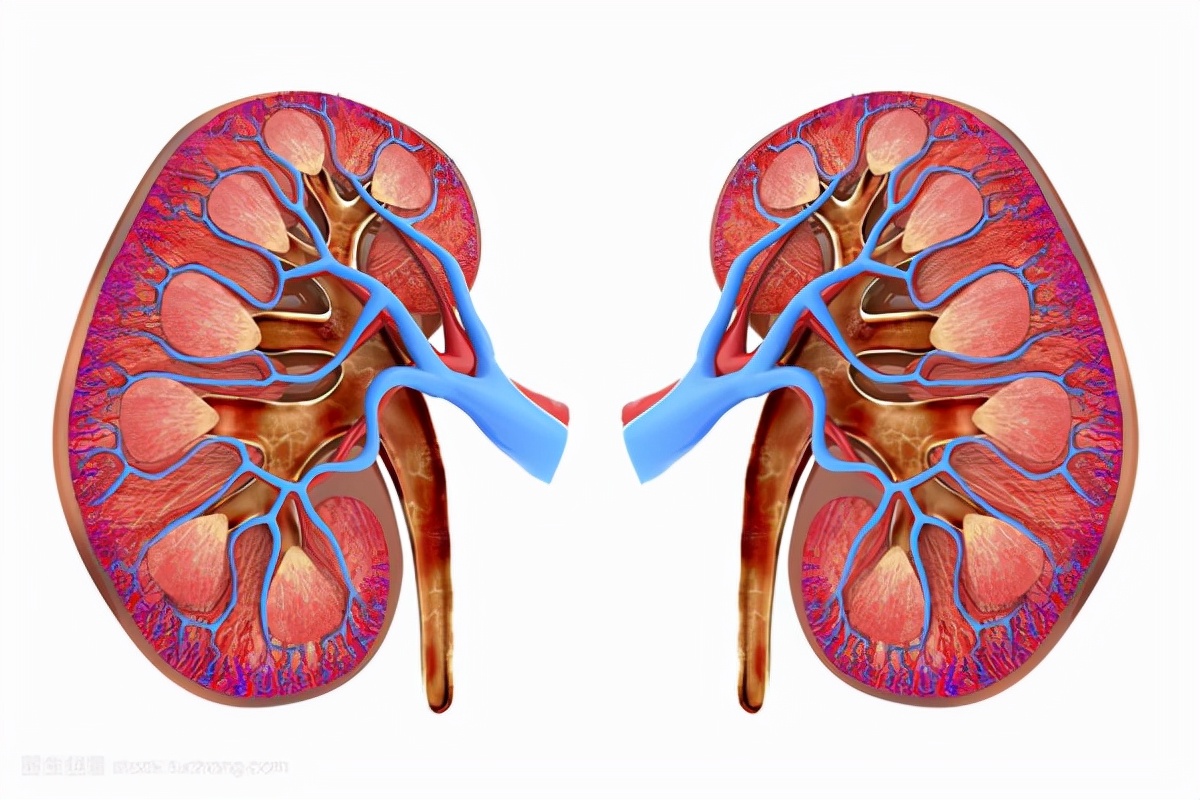 The man neglected foamy urine and developed renal failure, and used