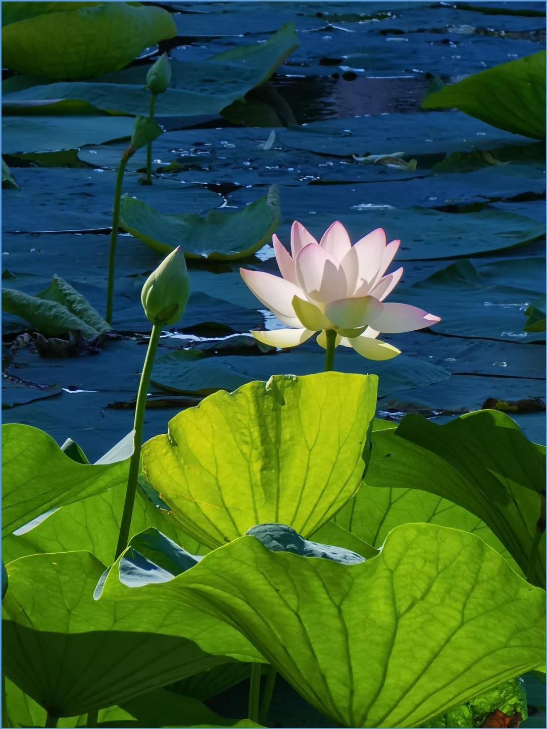 the-role-of-light-in-photography-imedia