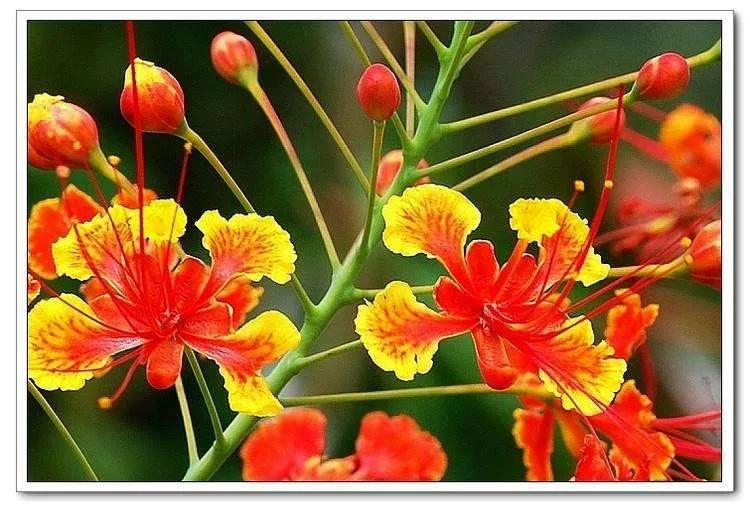 Phoenix Flower Flowers Sometimes (35) iMedia