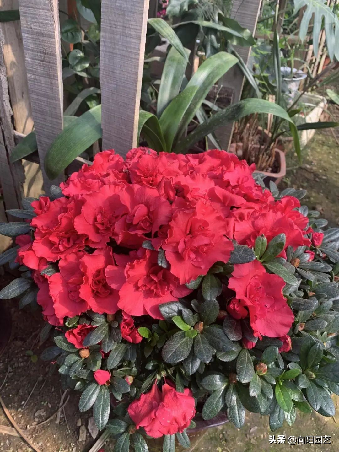 The 4 most difficult flowers to grow indoors, "the imagination is full