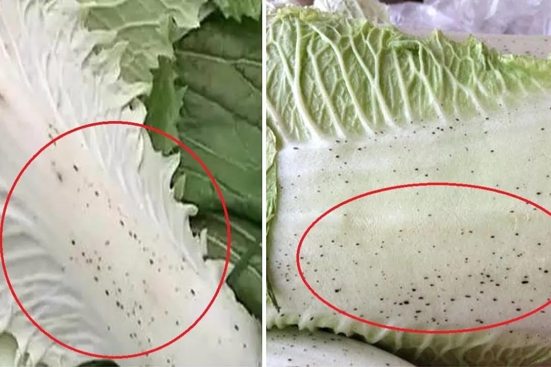 What are the "small black spots" on the leaves of cabbage that has been