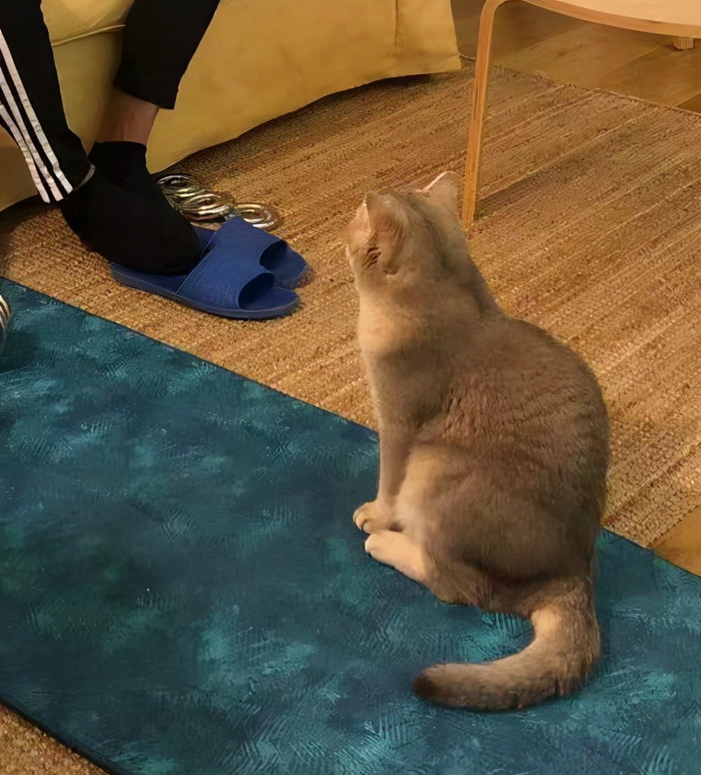 My cat likes to follow him to the toilet, what's wrong with him? iMedia