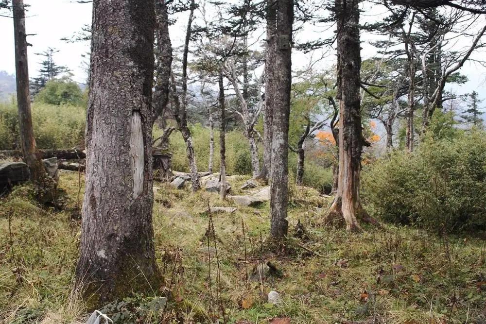 Qinling takins are locally flooded, threatening giant pandas and