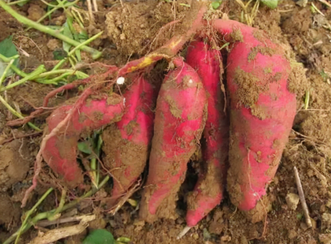 Sweet potato is the "king of anticancer", can it kill 98.7 of cancer