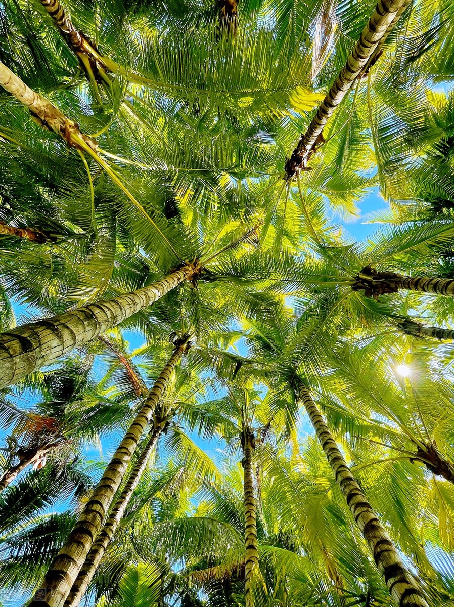 Exclusive: Vertical view of the 20-kilometer Coconut Dream Corridor in ...