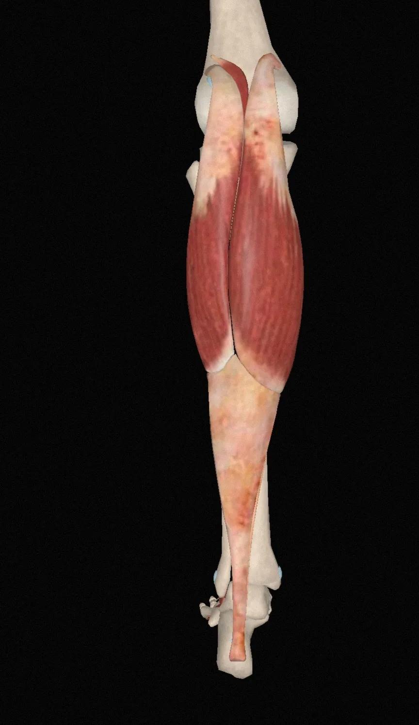 lower extremity muscles calf iMedia