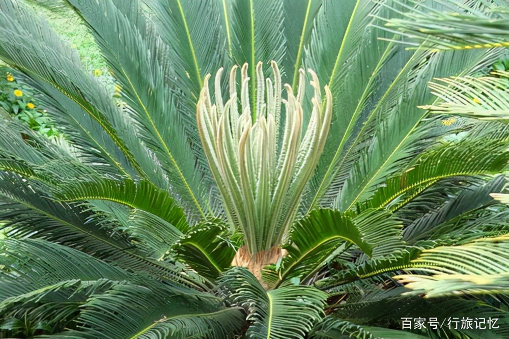 What does the iron tree bloom like?Let's take a look iMedia