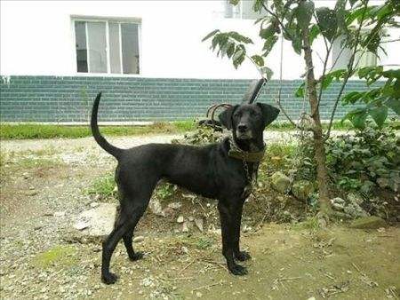 最不起眼 的5种狗 却因名字被吸引 资讯咖