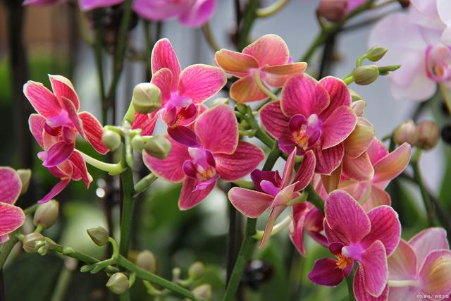 年后逛花市 低价捡漏不该错过的植物有哪些 这3种盆栽最热门 资讯咖