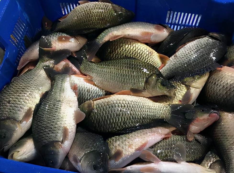 Please stop eating these 4 kinds of fish, which may contain ...